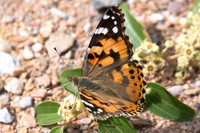 Vanessa cardui-3611 - 6/11/22