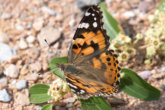 Vanessa cardui-3611 - 6/11/22