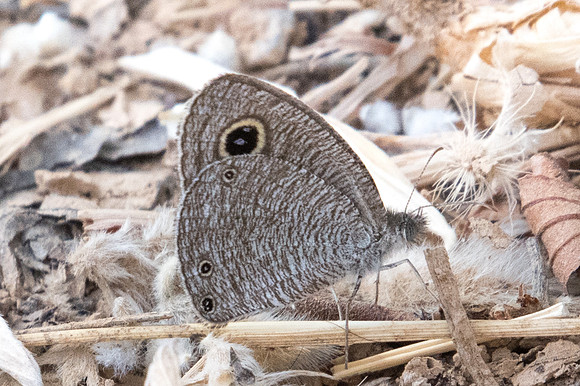 Ypthima asterope-3980 Birkat Al Mouz - 7/11/22