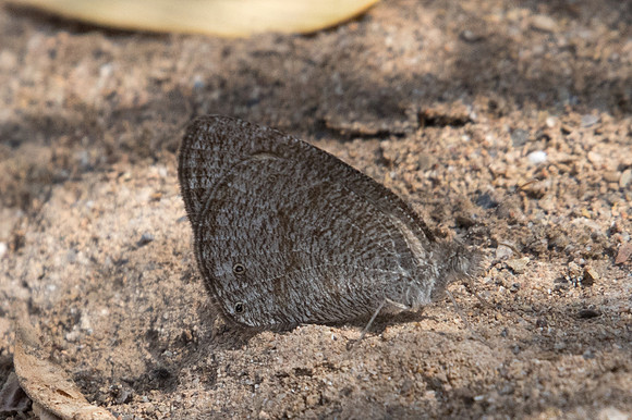 Ypthima asterope-4421 - Birkat Al Mouz - 7/11/22