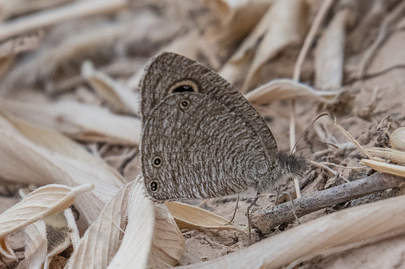 Ypthima asterope-3988 - Birkat Al Mouz - 7/11/22