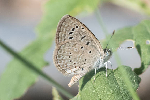 Zizeeria karsandra-7187