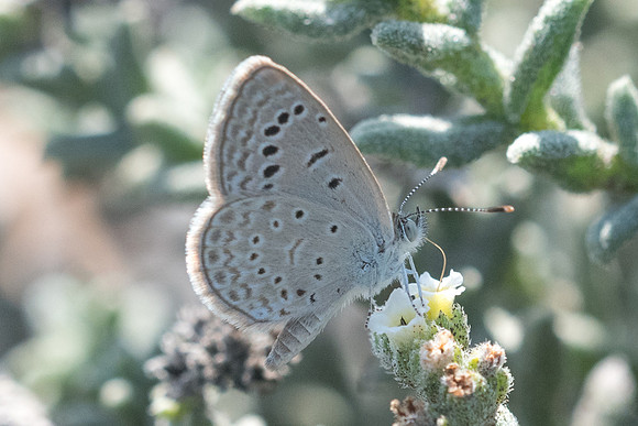 Zizeeria karsandra-7287