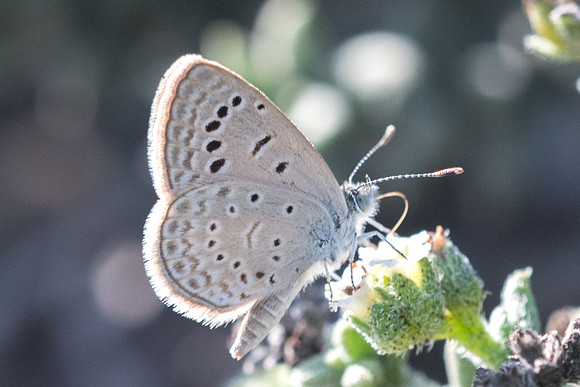 Zizeeria karsandra-7299