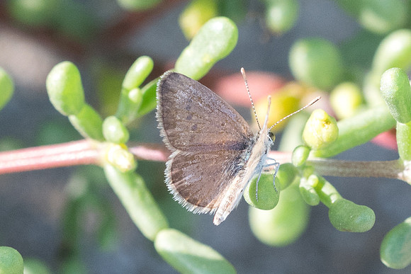 Zizeeria karsandra-7373