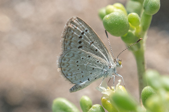 Zizeeria karsandra-7390