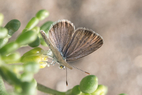 Zizeeria karsandra-7394