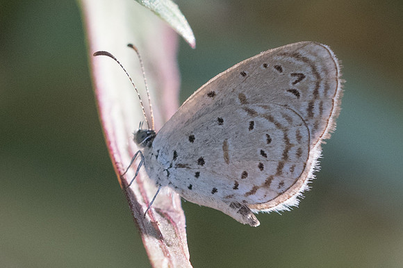 Zizula hylax-3104