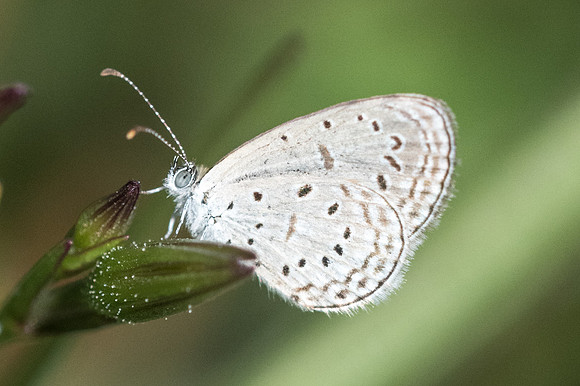 Zizula hylax-2923