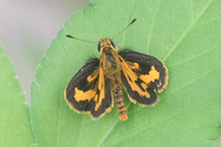 Taractrocera archias-3888 - Krabi - 22/11/23