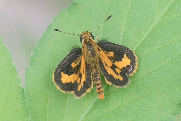 Taractrocera archias-3888 - Krabi - 22/11/23