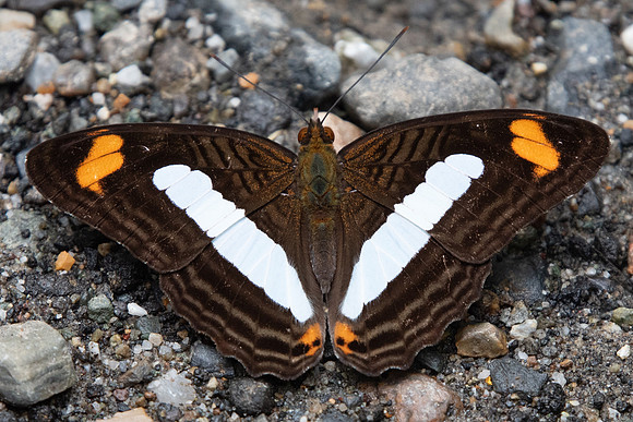 Adelpha iphiclus-9087- Rio Claro - 10/05/19