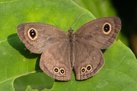 Ypthima sp-2070 - Chiang Dao - 18/03/24