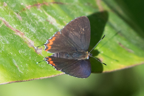 Heliophorus epicles-0480 - Chiang Dao - 16/11/23