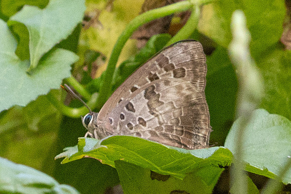 Arhopala hellenore-6333 - Doi Suthep - 27/03/24