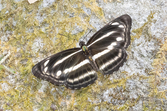 Neptis nashona aagaardi -5247
