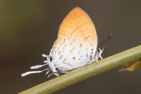 Drupadia ravindra-6587 - Doi-Suthep - 14/03/23