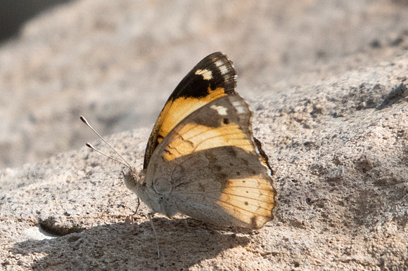 Junonia hierta 4347 - Birkat Al Mouz - 7/11/22