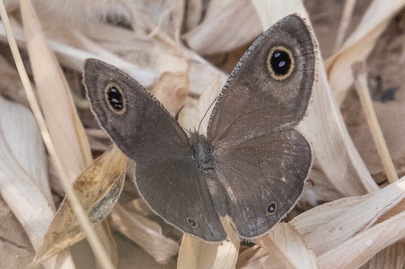 Yphtima asterope-3976- Birkat Al Mouz - 7/11/22