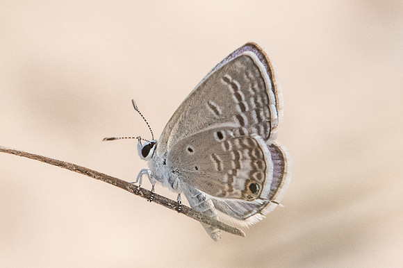 Chilades parrhasius-3767