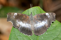 Laringa horsfieldii glaucescens-5816 - Doi Suthep 1577m - 27/03/25