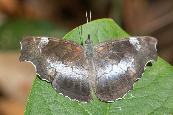 Laringa horsfieldii glaucescens-5816 - Doi Suthep 1577m - 27/03/25