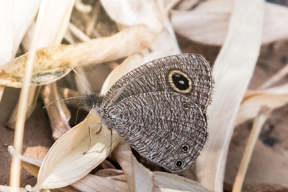 Yphtima asterope-3970 - Birkat Al Mouz - 7/11/22