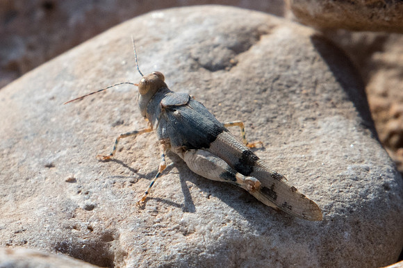 Insecte Oman-6217
