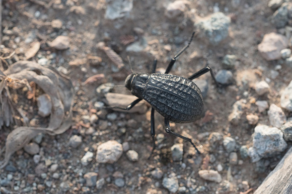 Insecte Oman-5316