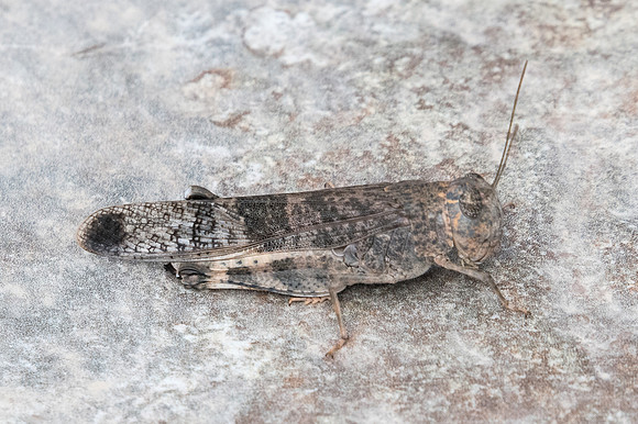 Insecte Oman-4503