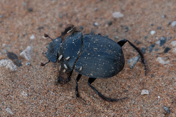 Insecte Oman-5658