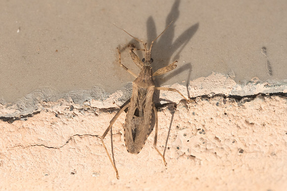 Insecte Oman-6301