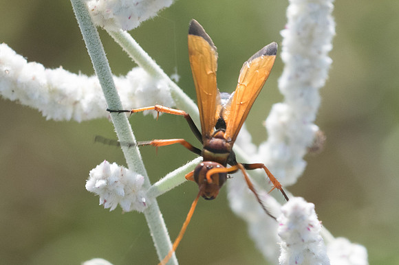 Insecte Oman-7154