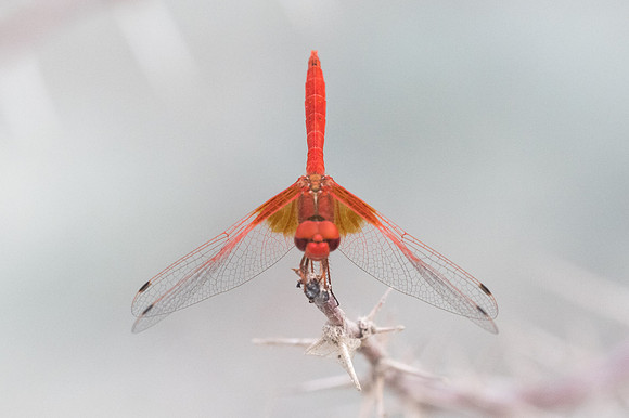 Crocothemis erythraea -3927 - Al Sifah, Oman