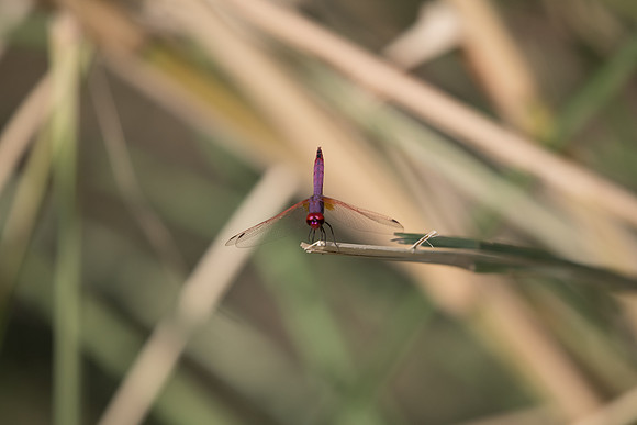 Trithemis annulata - Libellule-6480