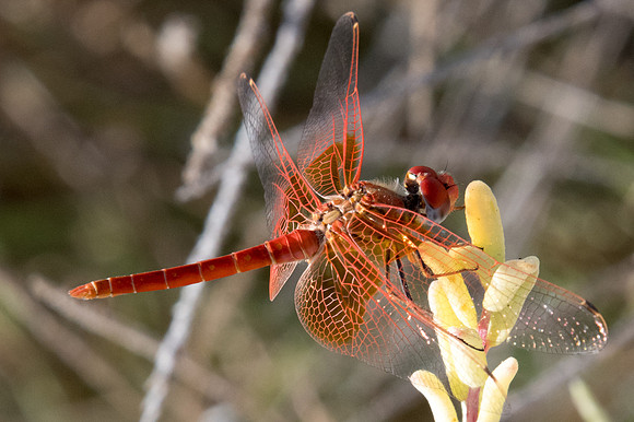 Crocothemis erythraea libellule-3050 - Mascate 2/11/22