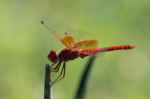 Crocothemis erythraea -3059 - Mascate - 2/11/22