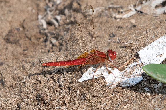 Crocothemis erythraea libellule-3394 - Oman 5/11/22