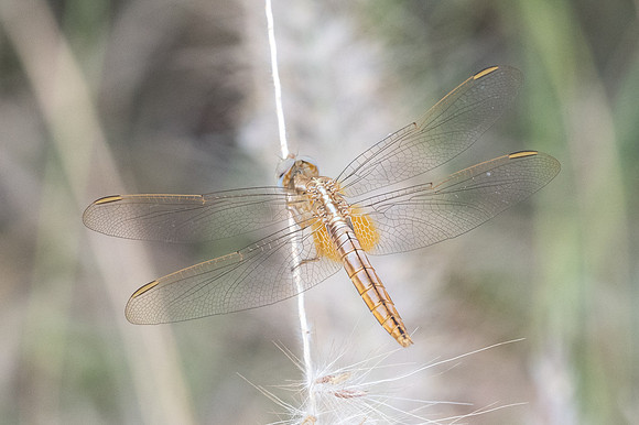 Crocothemis erythraea -3507 - Oman 5/11/22