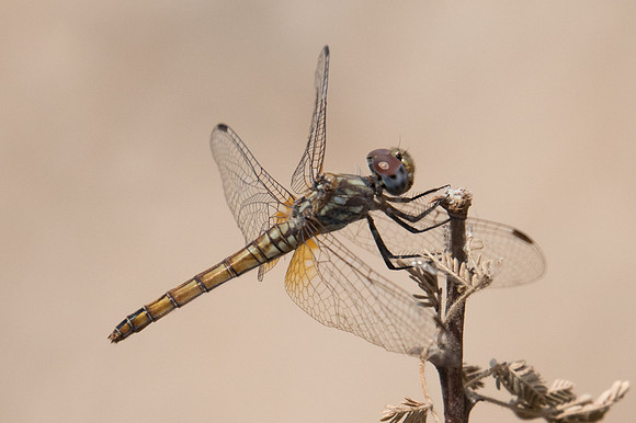Crocothemis erythraea -4454 - Birkat al mouz, Oman - 8/11/22