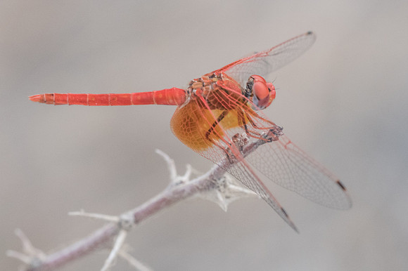 Crocothemis erythraea -3931 - Oman 6/11/22