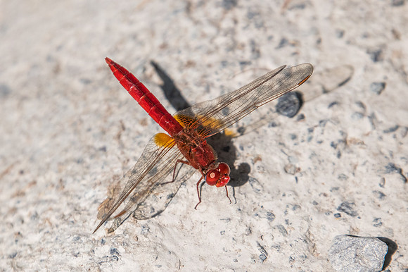 Crocothemis erythraea libellule-5016 - Al Hamra, Oman
