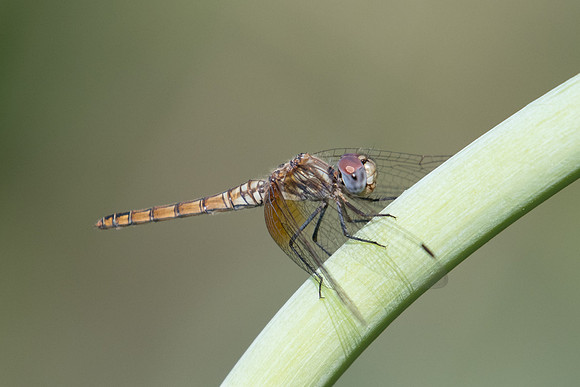Crocothemis erythraea  - 6481 - Oman 13/11/22