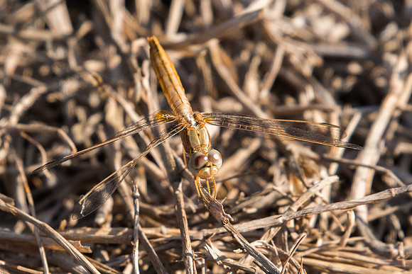 Crocothemis erythraea libellule-6485 - Oman - 13/11/22
