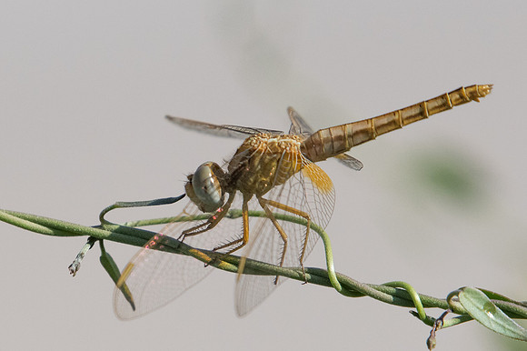 Crocothemis erythraea libellule-6890 - Oman - 15/11/22
