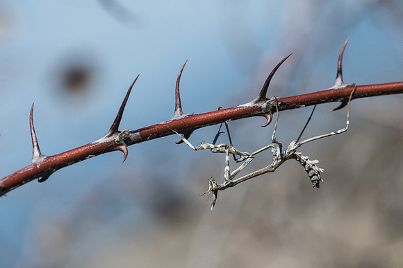 Empusa-6868 -
