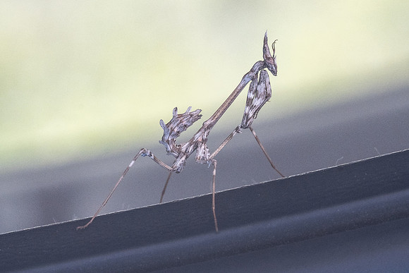 Empusa-6759