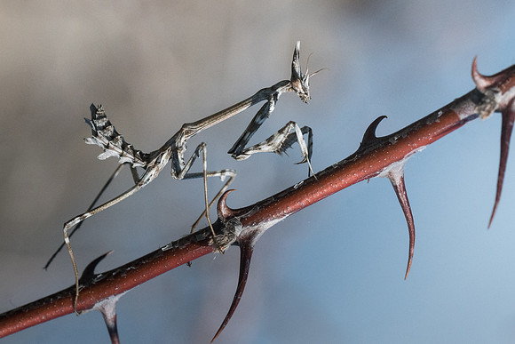 Empusa-6866