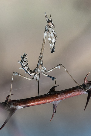 Empusa-6901