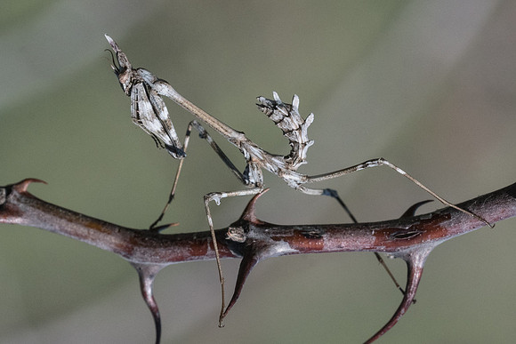 Empusa-6914